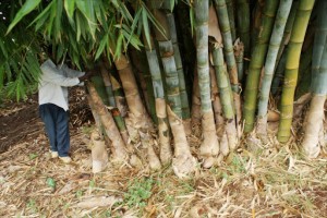 Bambu from Kenya