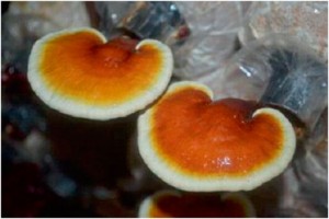 Ganoderma / Reishi from Sri Lanka