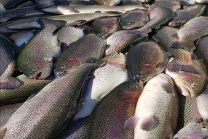 Rainbow Trout whole fish from Lesotho