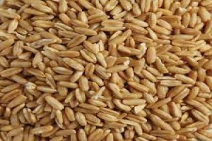 Oat groats from Lithuania