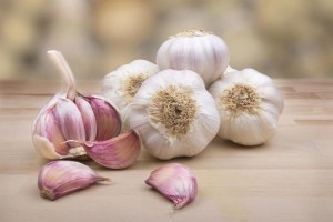 Knoflook from Letland