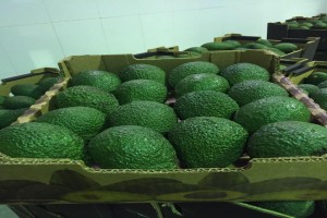 Moroccan Hass Avocado from Morocco