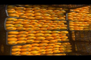 Orange from Maroc