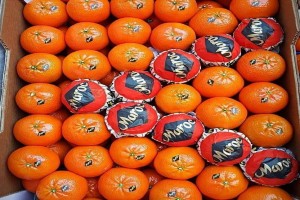 Clémentine from Maroc