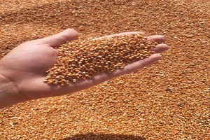 Sorghum from Moldova