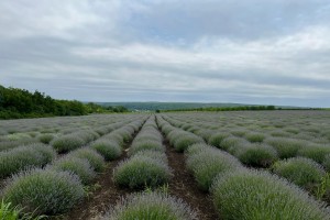 Olio essenziale di lavanda Moldavia from Moldavia