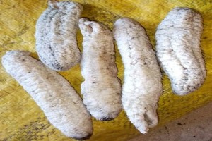 Sea cucumber from Madagascar