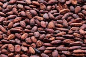 Fave di cacao from Madagascar