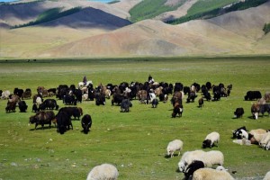 Talg van grasgevoerde runderen from Mongolië
