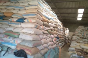 Maize from Malawi