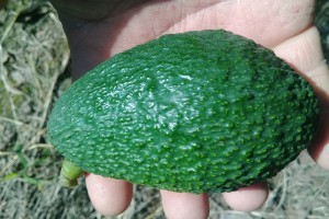 Awokado from Meksyk