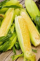 Sweet Corn From Malaysia from Malaysia
