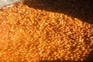 Pisello piccione from Mozambico