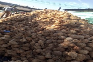 Coconut from Mozambique