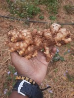 Gengibre from Moçambique