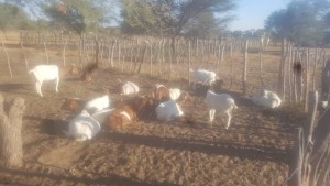 Cabras from Namíbia
