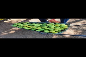 Lemons from Namibia