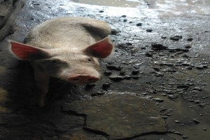 Porc from Nigéria
