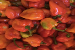 Pimenta Habanero F1 from Nigéria