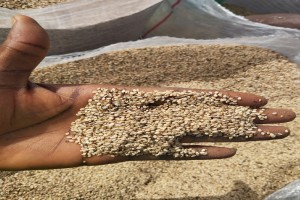 Sementes de sésamo from Nigéria