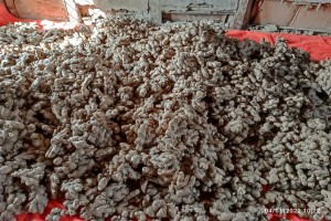 Ginger (Oranic) from Nepal from Nepal