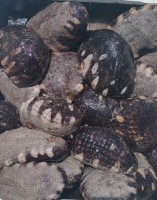 Concombre de mer from Oman