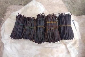 Pinne di squalo from Papua Nuova Guinea