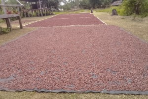 Cocoa Dry Beans from Papua New Guinea