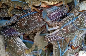 Blue Swimming Crabs from Philippines