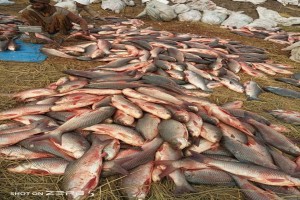 Fish from Pakistan