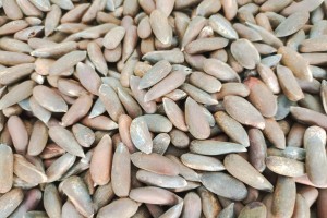 PineNuts from Pakistan