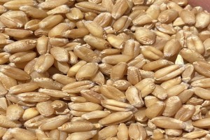Grano from Pakistan