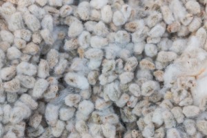 COTTON SEED from Pakistan