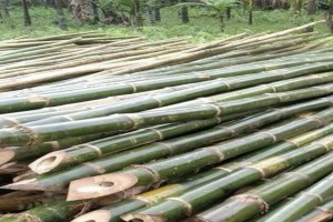 Bamboo from Pakistan