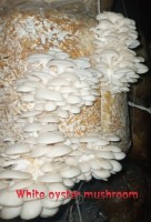 Dried Oyster Mushroom from Pakistan