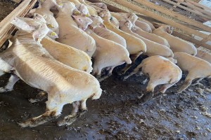 Live lamb from Romania