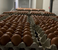 egg from Romania