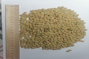 green lentils from Russia