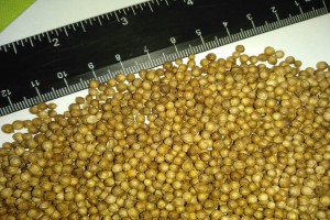 coriander seeds from Russia