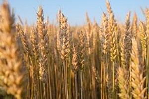 Wheat from Russia