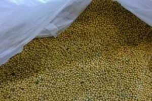 White Mustard Seeds from Russia