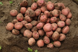 Kuruseke Kartoffeln from Ruanda