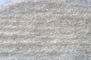 Sesame seeds from Sudan