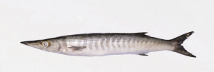 Fish from Somalia