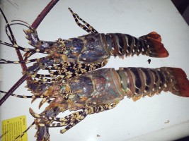 Seafood from Somalia