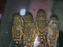 Shrimps and Lobsters from Somalia