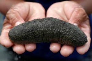 Sea Cucumber from Somalia