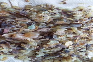 Baswellia carterii resin and its essential  oils from Somalia