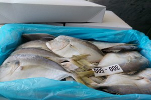 Atlantic Moonfish from Suriname