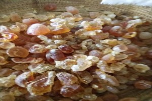 Gum Arabic from Chad